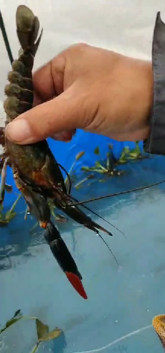 澳洲淡水龙虾养殖
