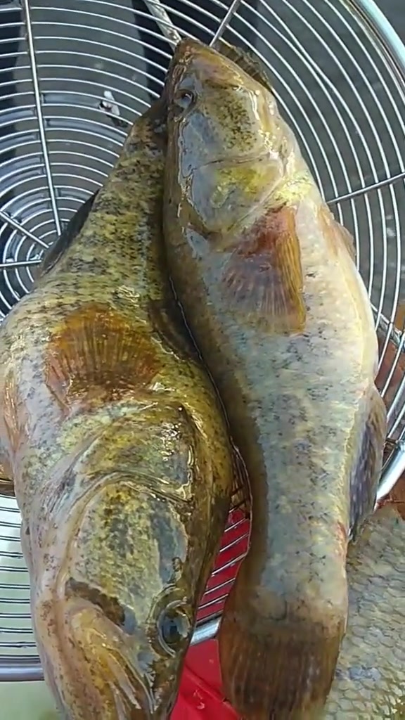 特大号老头鱼肉质细嫩,有一种甜丝丝的味道