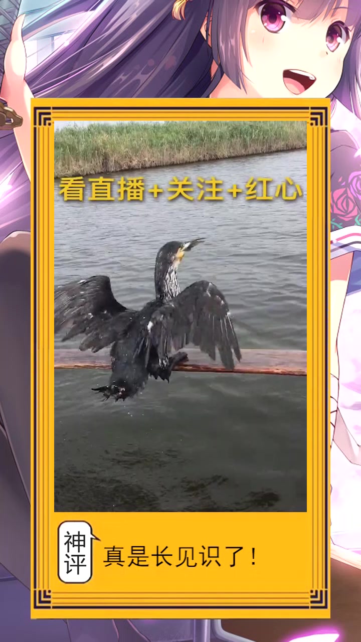 鸬鹚抓鱼就是牛,这就传说中的一物降一物,不愧是叫鱼鹰!