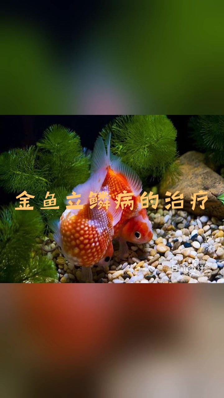 金鱼立鳞病的治疗