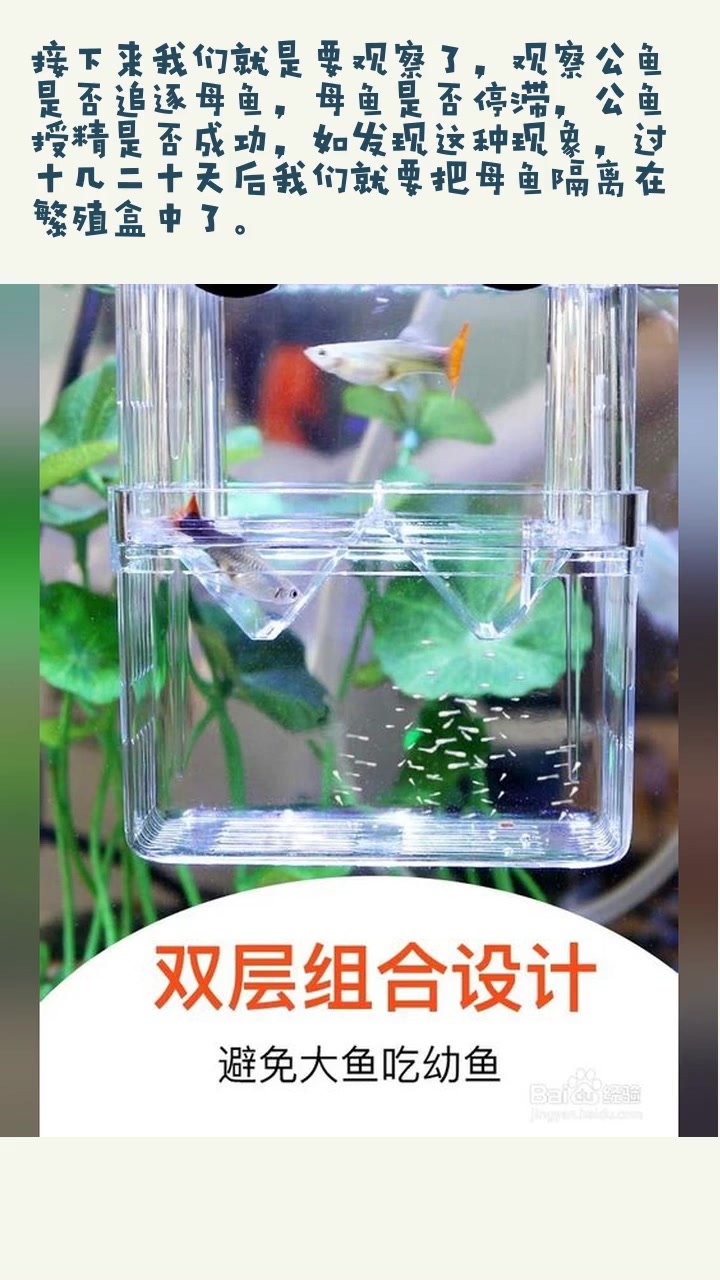 如何进行孔雀鱼的繁殖,需要注意些什么!