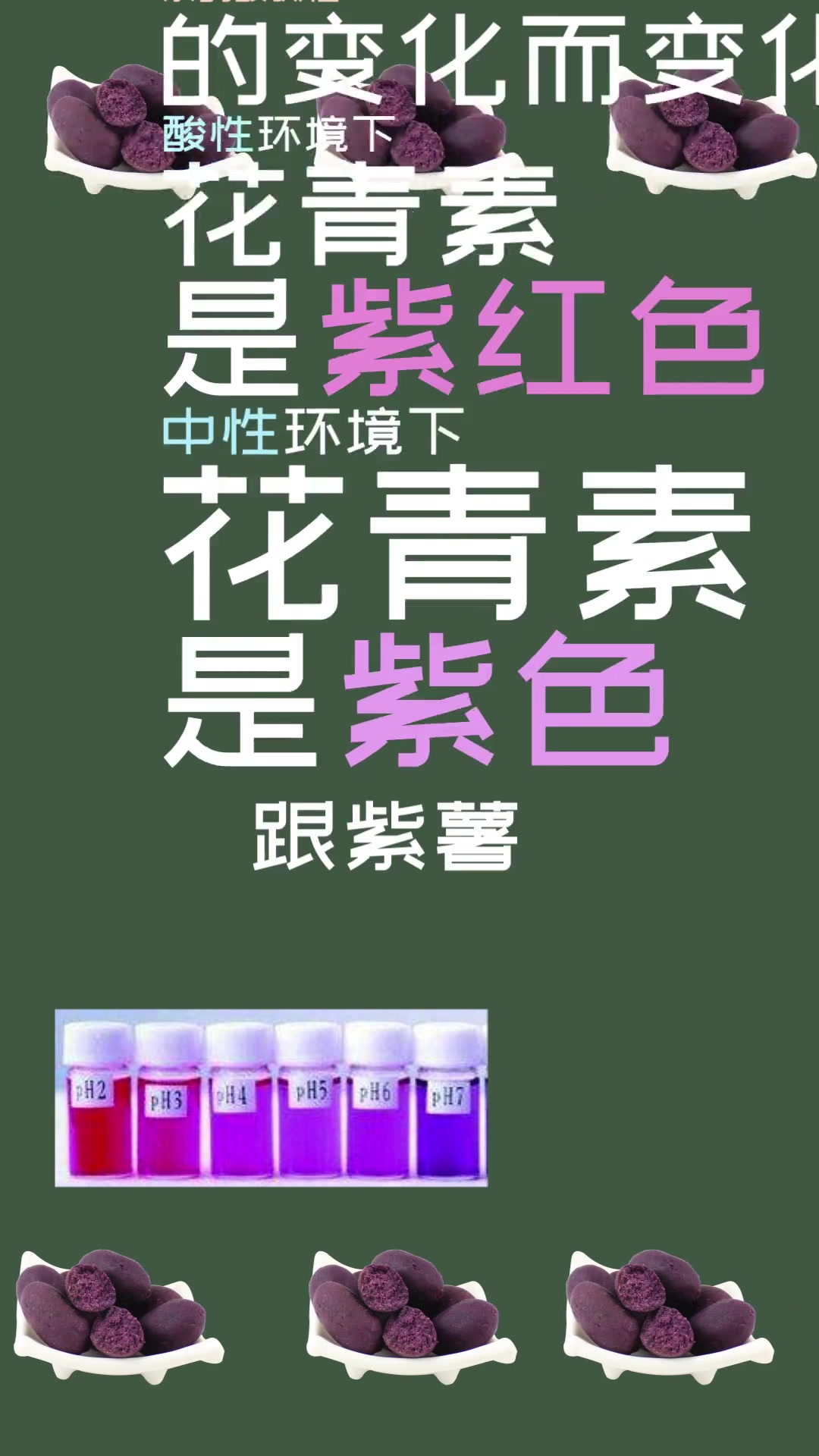 紫薯煮熟为什么会变成蓝色?