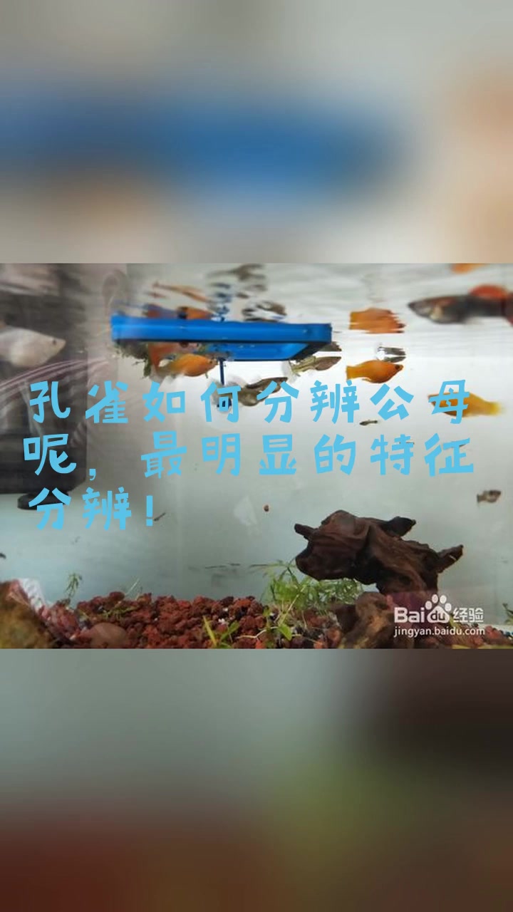 孔雀如何分辨公母呢,最明显的特征分辨!