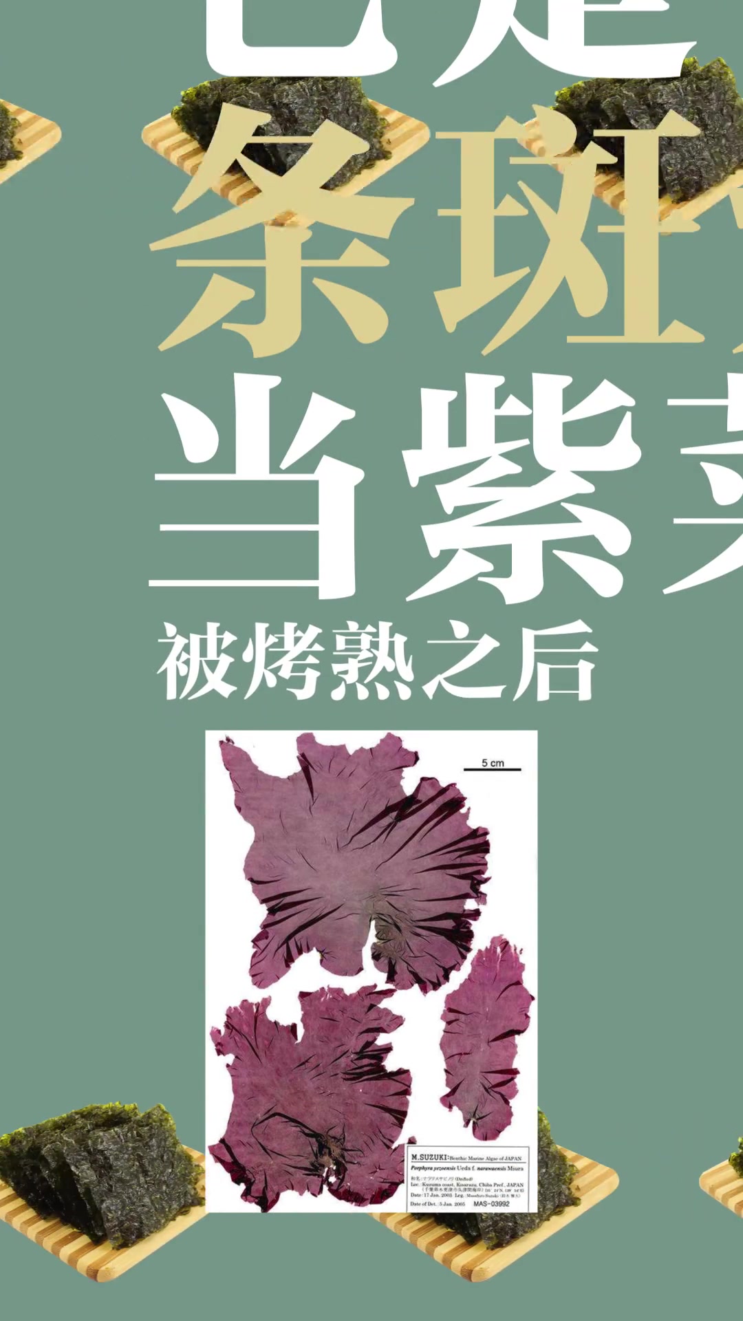 海苔和紫菜是同一种东西吗?