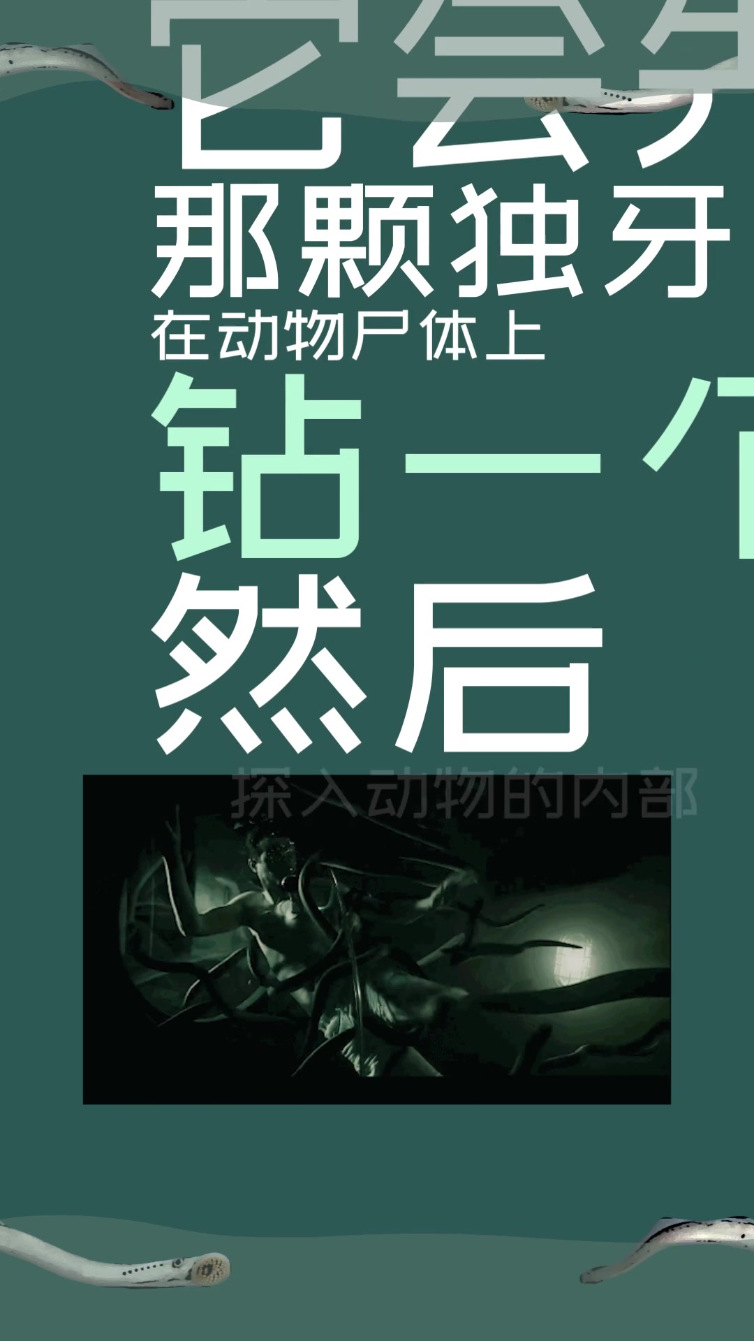 只有一个牙齿的八目鳗鱼怎么进食?