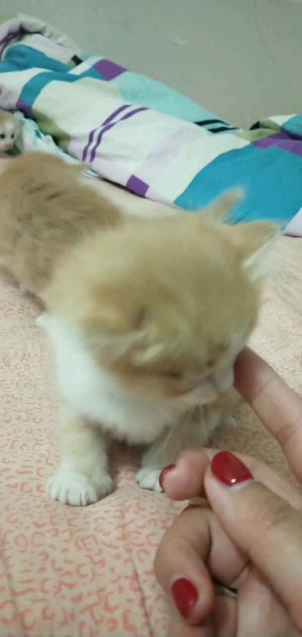 你愿意每月少喝两杯奶茶,少抽两包香烟,养只田园喵做你的宠物吗