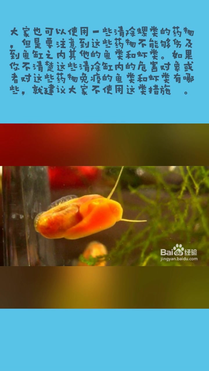 苹果螺繁殖过(爆缸)多应该怎么办?
