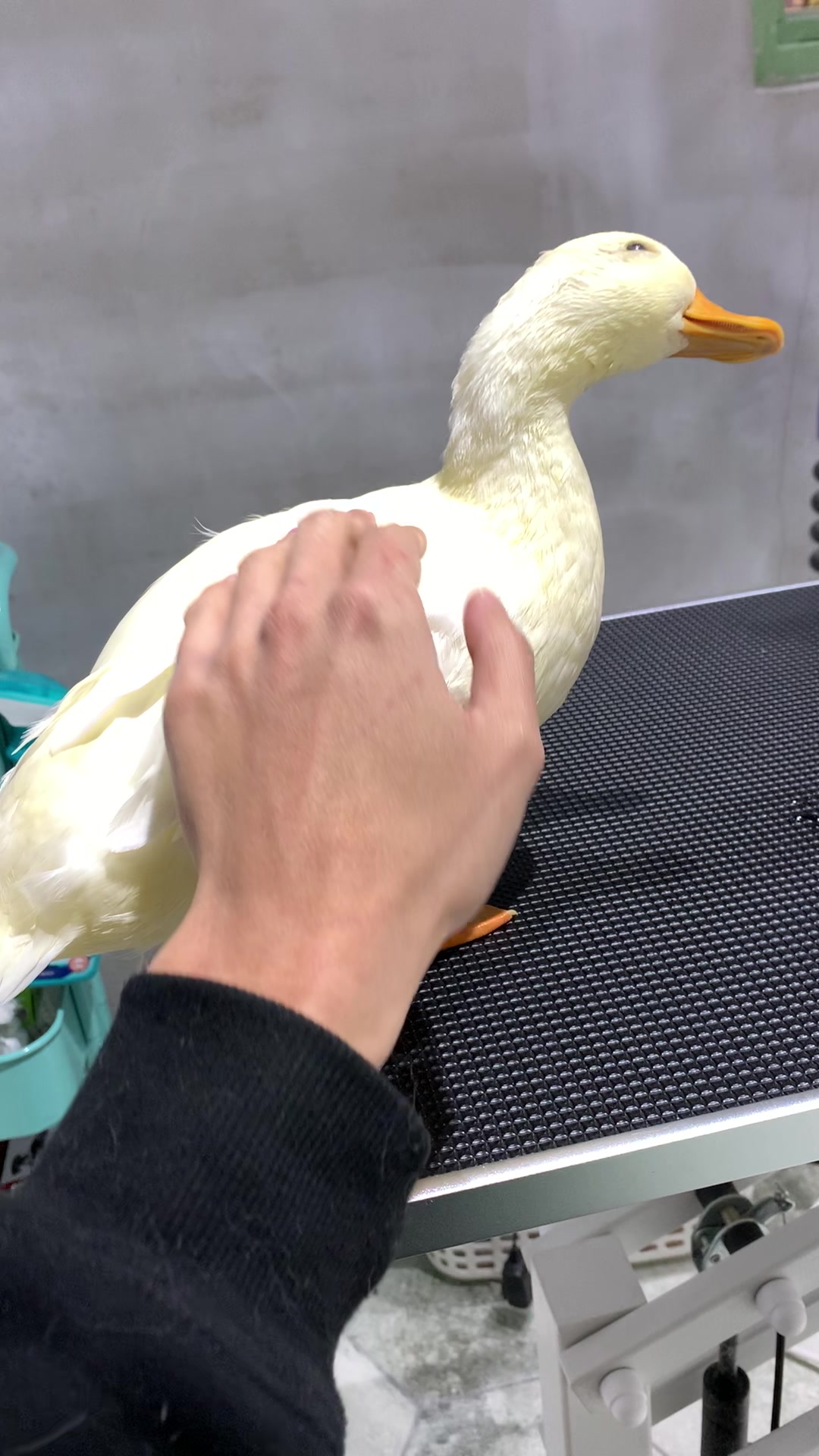 为啥我一摸柯尔鸭就歪头?