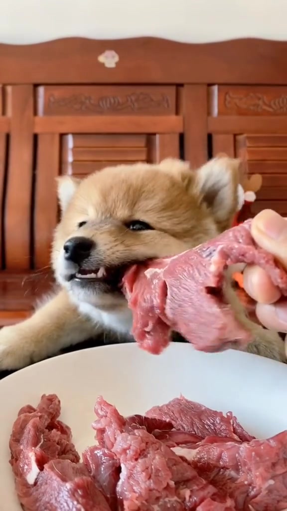 小狗狗大口吃肉!