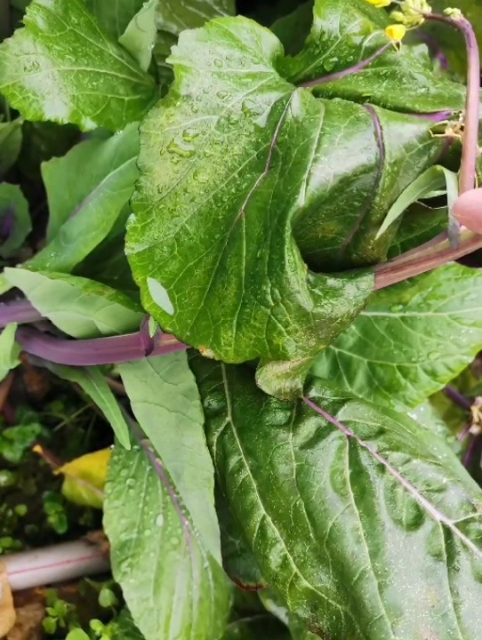 2020年春节,这自己菜派上大用场了!