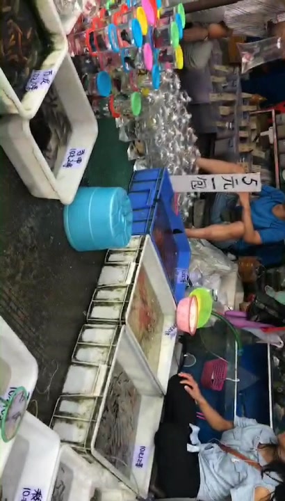 国内最大观赏鱼市场,5块钱一大袋金鱼!