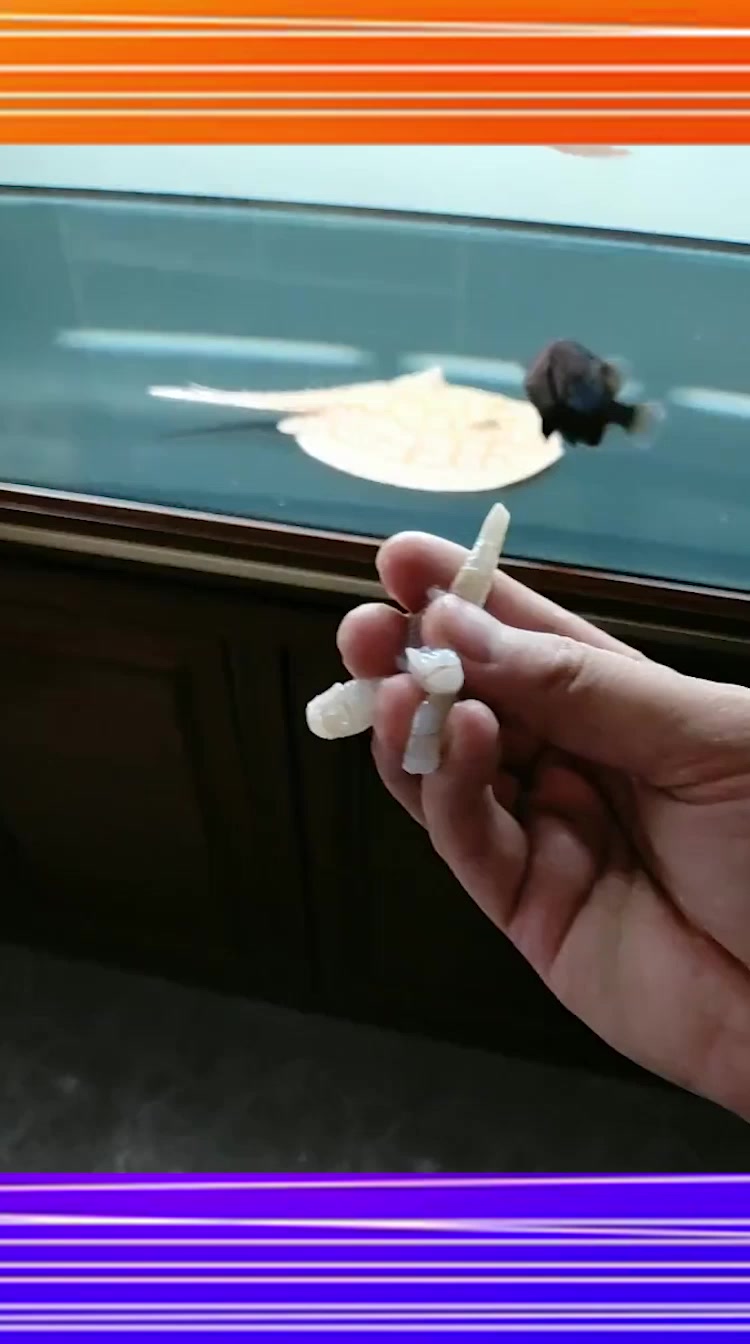 朋友养了十年的金龙鱼,接下来的一幕,真是让我大开眼界!