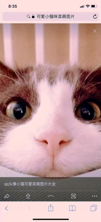 这样可爱的小猫咪你们喜欢吗?