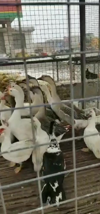 原生太 养殖的 鸡 雁鸭 大鹅