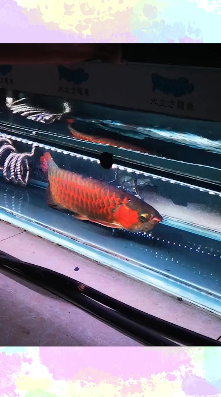 养了七年的龙鱼还真是头一次见,眼前一幕看愣了,长见识了