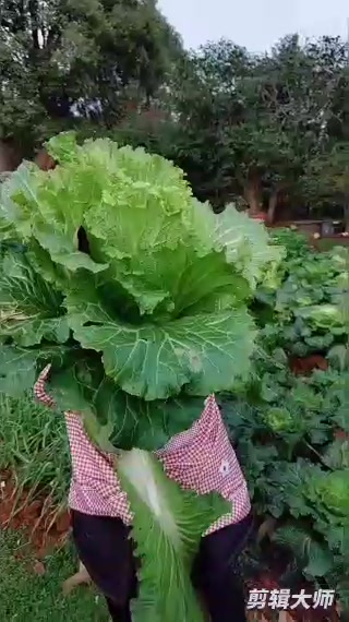 农村生活真好,自己种的健康菜,越看越喜欢