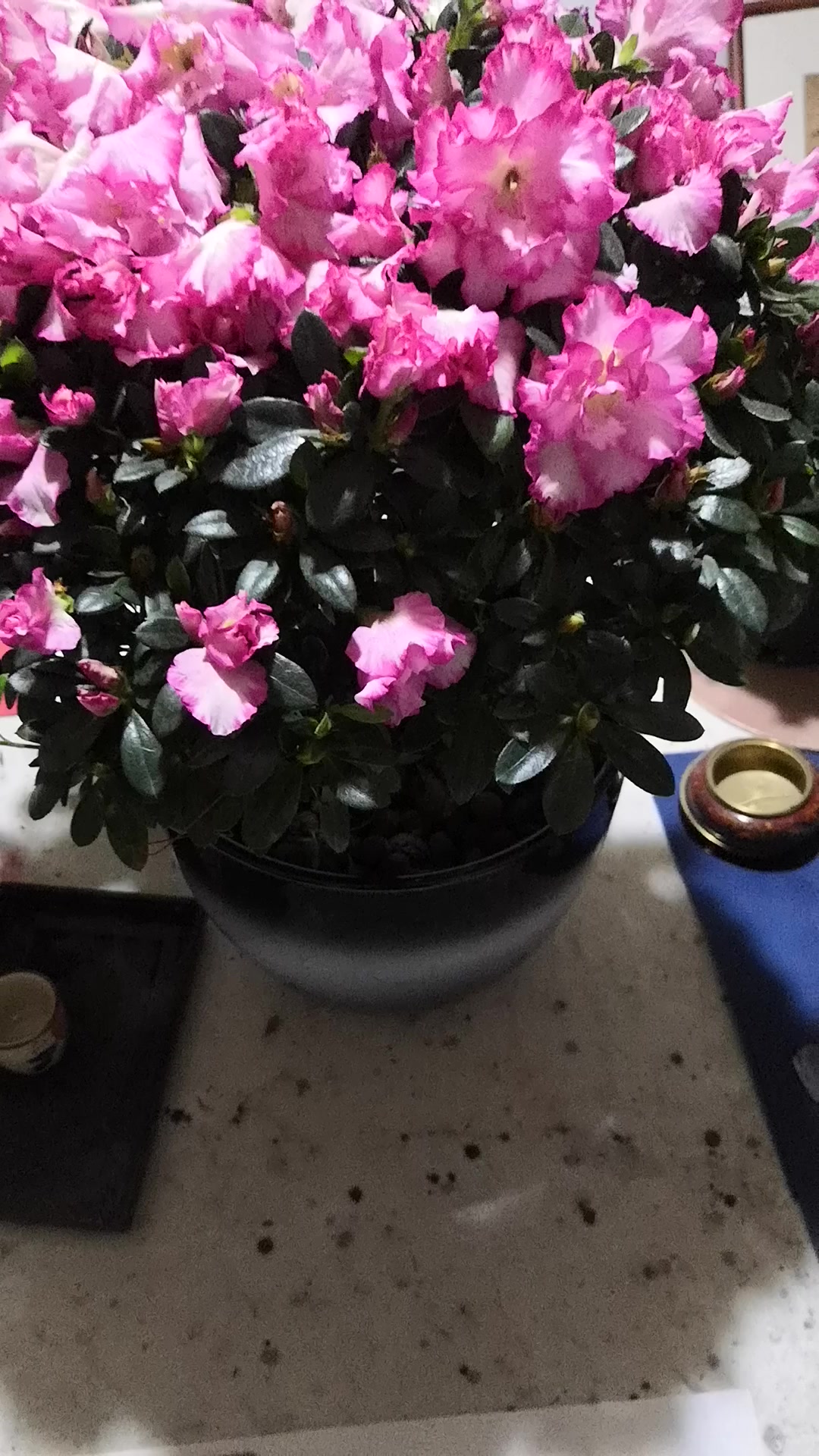 中国画家郑海荣画虾视频