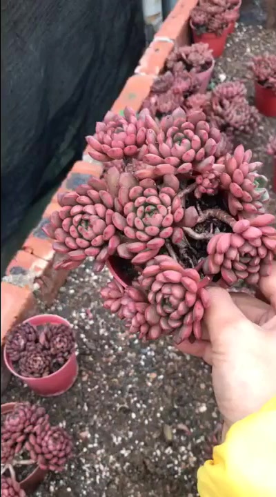 新鲜出炉的多肉植物展示册