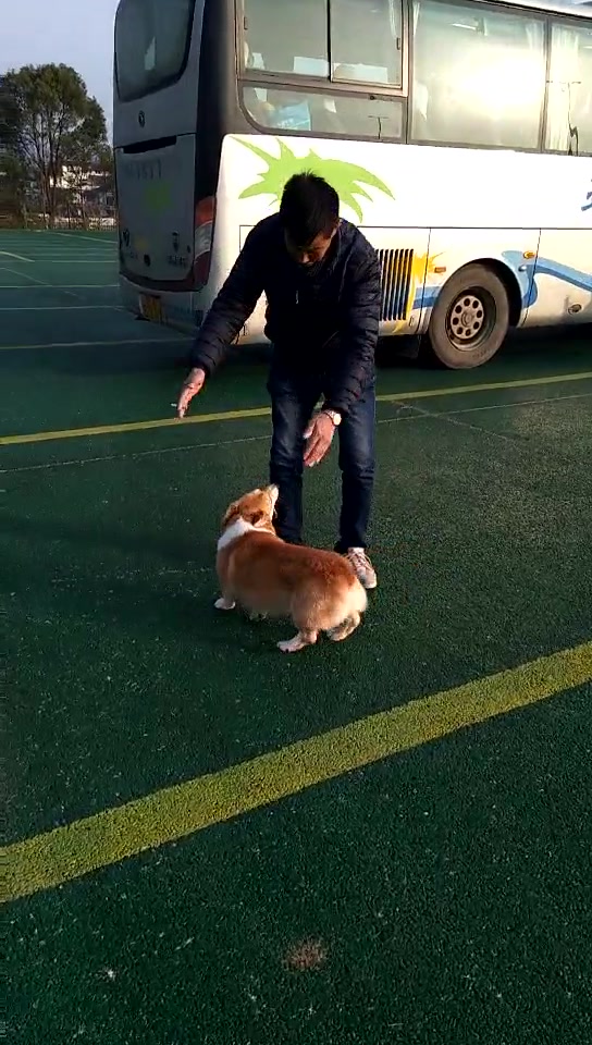 一只可爱的小黄狗