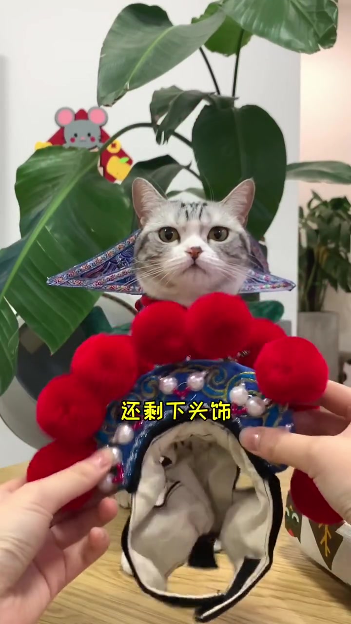 给小泡芙买了两套新衣服,小可爱真是美翻了,拍几张美美的照片