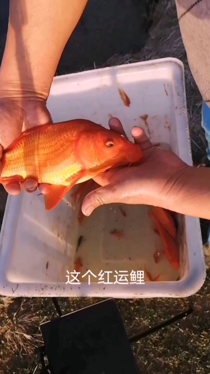 好味道的红运鲤鱼,自己养几条,想吃自己抓
