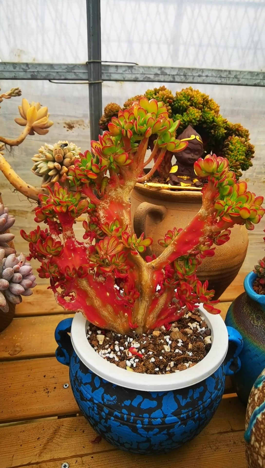 云南多肉植物达摩宝珠缀化