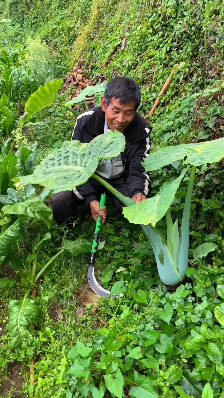 一片叶子就是一盘菜,身为一个北方人,原谅我没见过