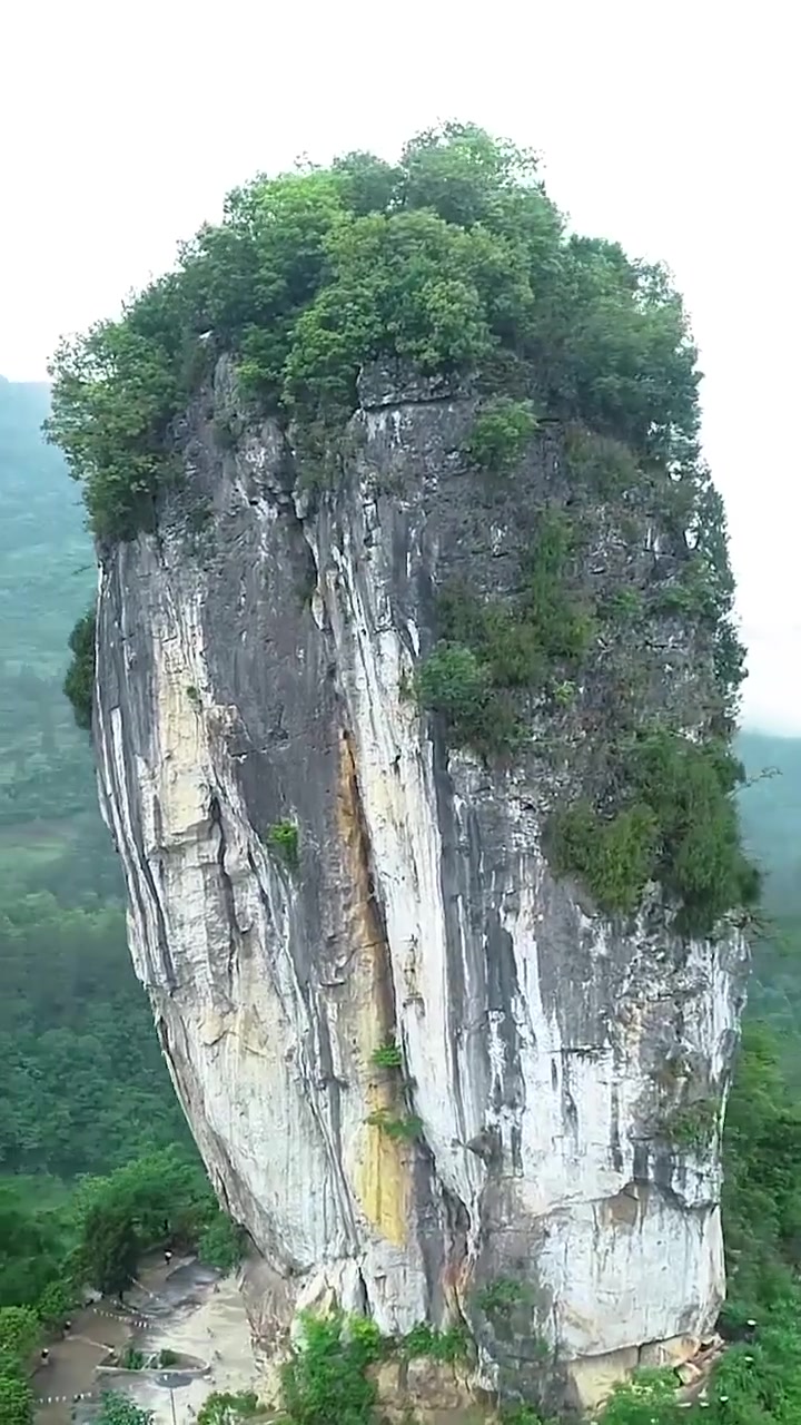 贵州有颗世界最大的超级白菜,长在山村里,佩服大自然鬼斧神工