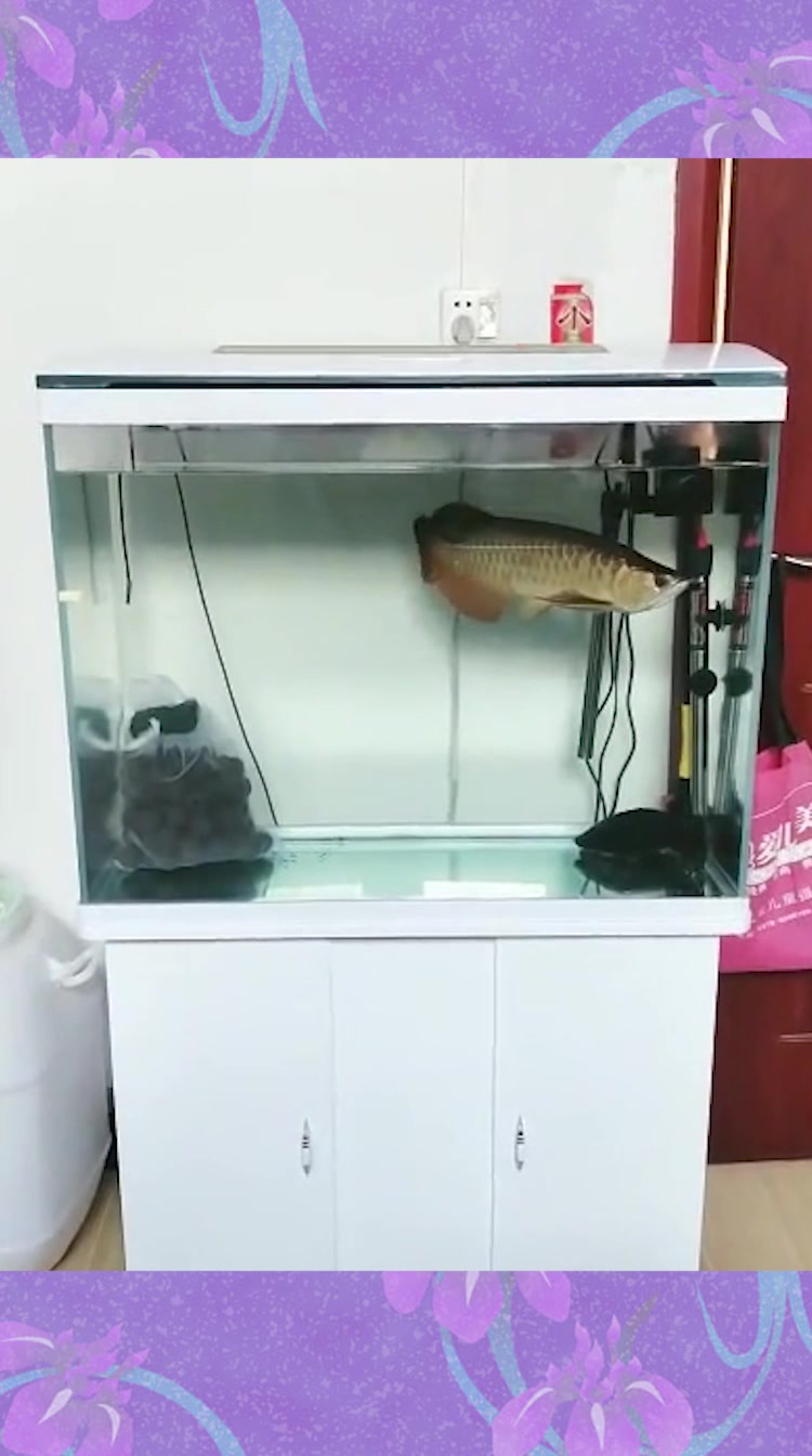 新买的一条金龙鱼,大家看看品相怎么样,真是百看不厌
