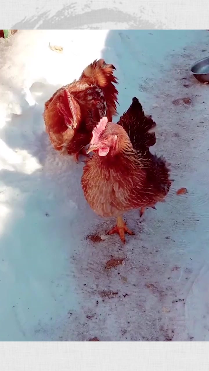 公鸡怕母鸡冷,结果母鸡的举动感动所有人,好幸福的一对鸳鸯鸡