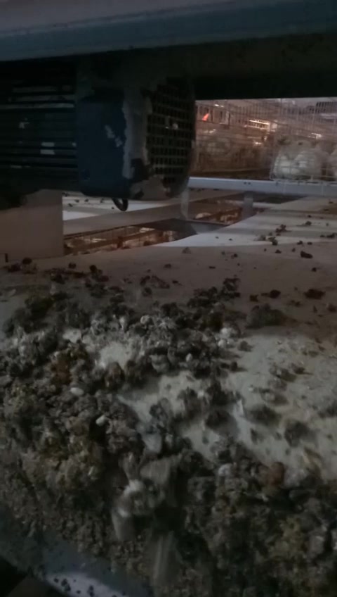 养鸡技术:雏鸡22日龄粪便情况