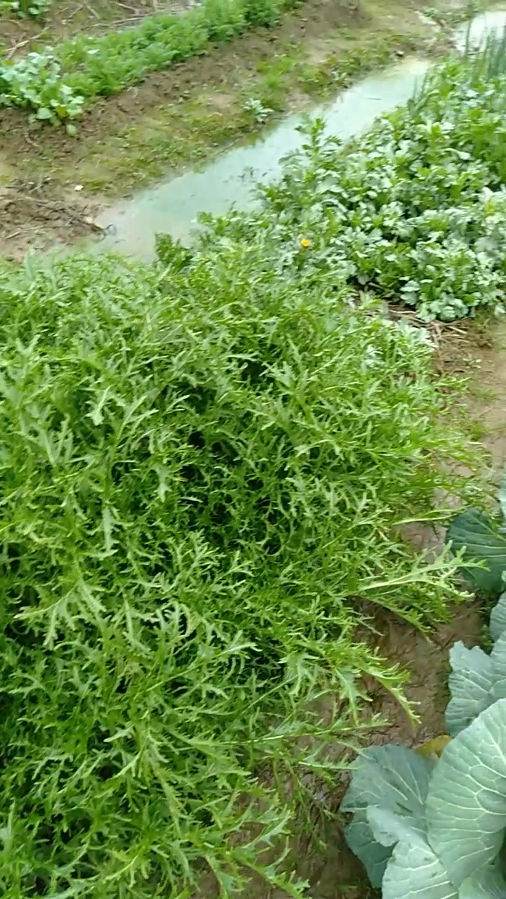 绿色蔬菜是我们的最爱,任何哪种荤菜都不换,一见绿菜心情就好