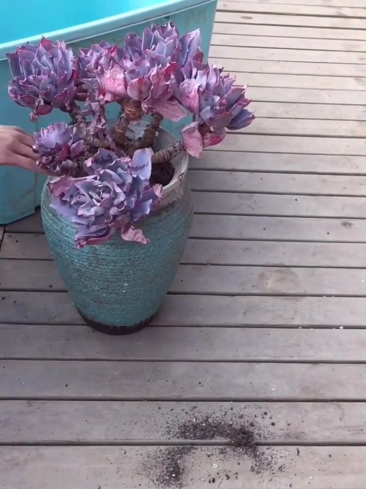 5年的晚霞大老桩,住新家了