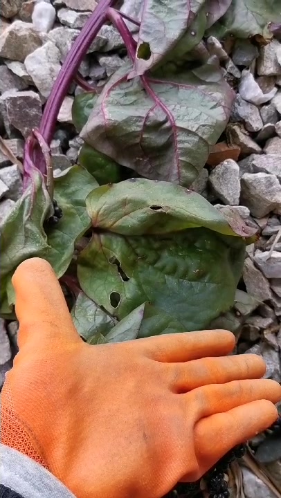 大藤菜也叫紫木耳菜、紫潺菜、紫藤菜、棱茎豆腐菜,是落葵科落葵