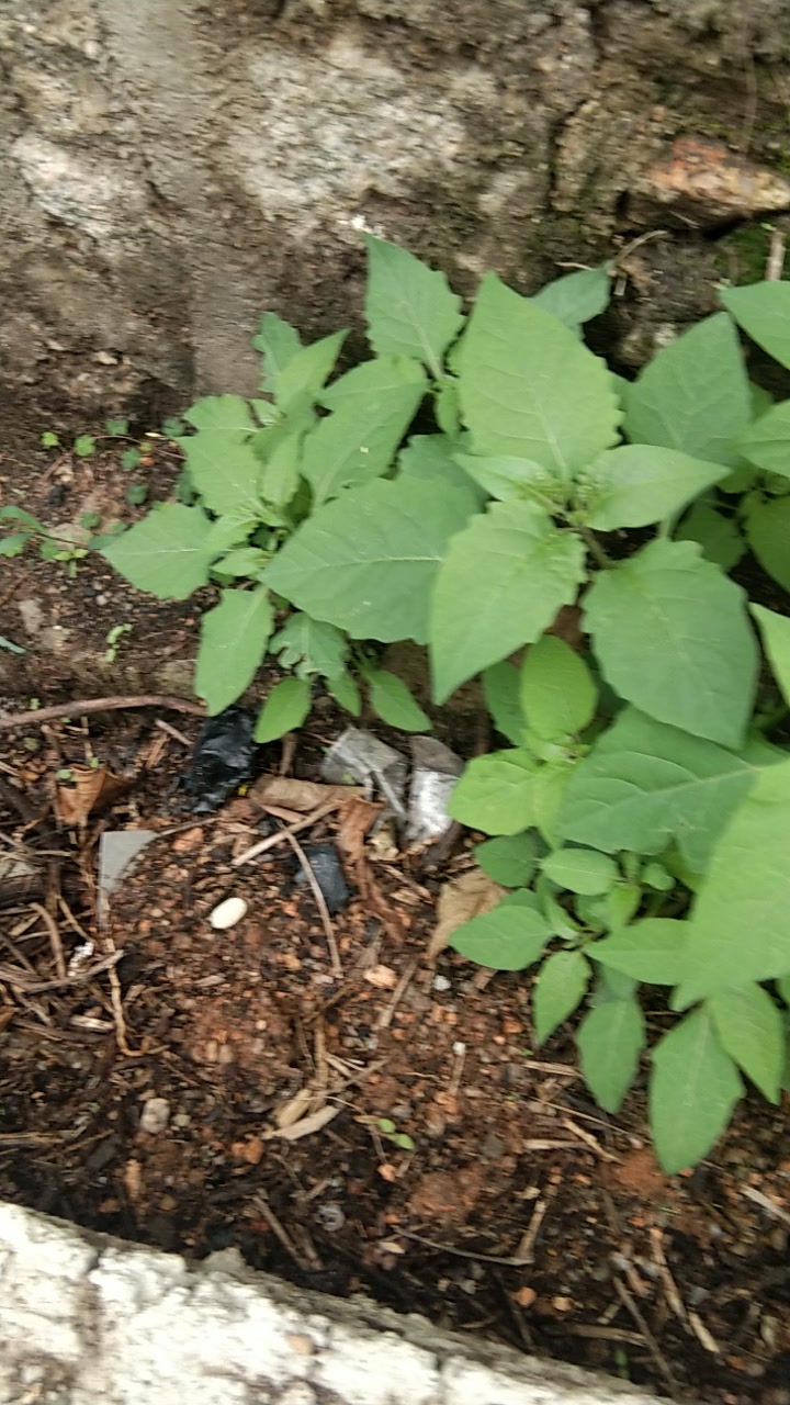 野菜 龙葵 又名也茄子