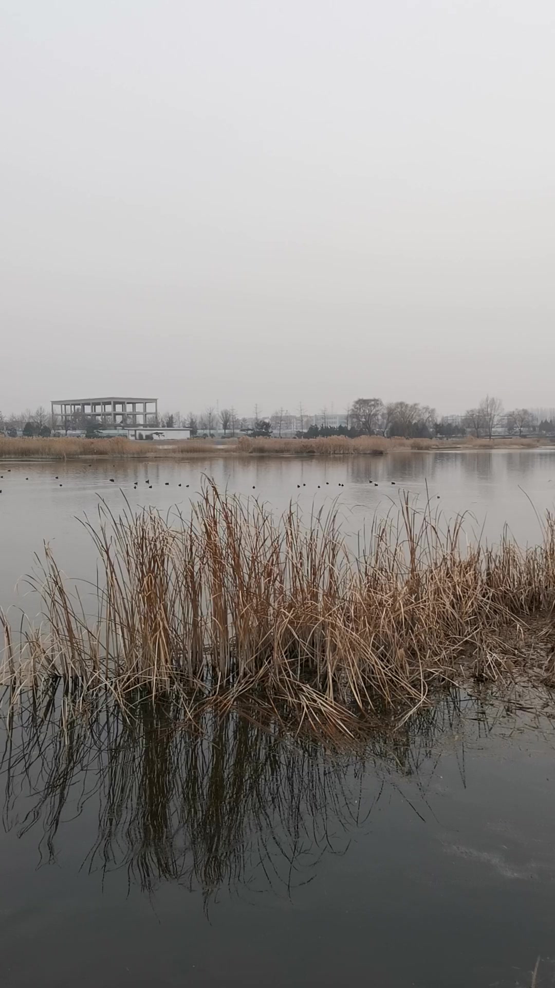 我们这叫水鸡子,有人知道学名吗?