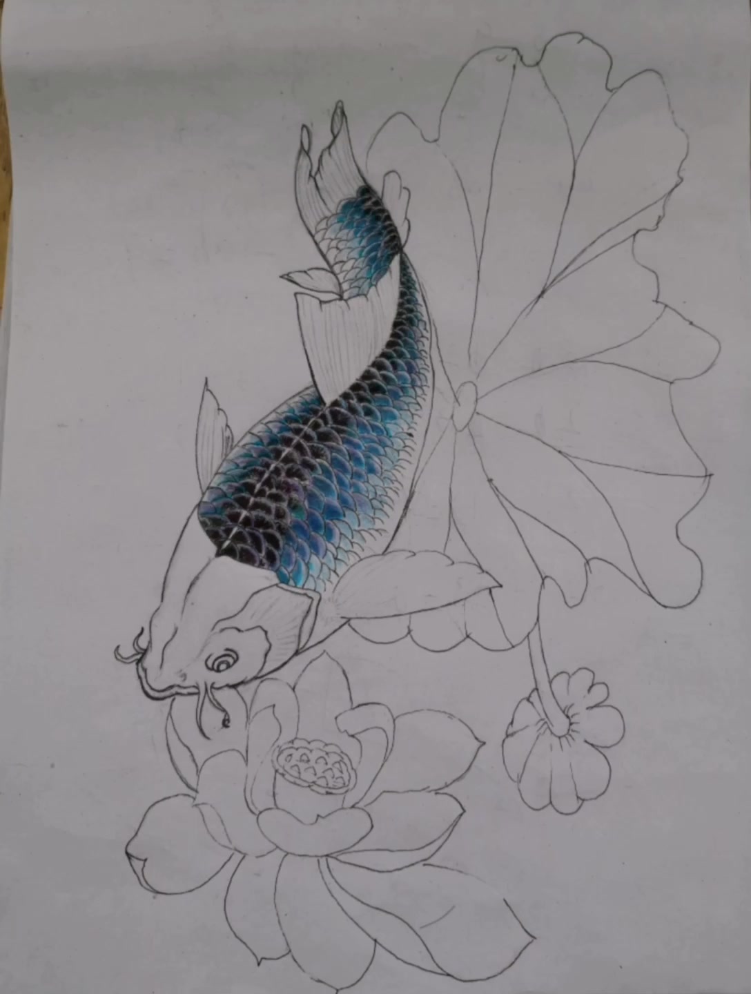 彩色铅笔画鱼的画法