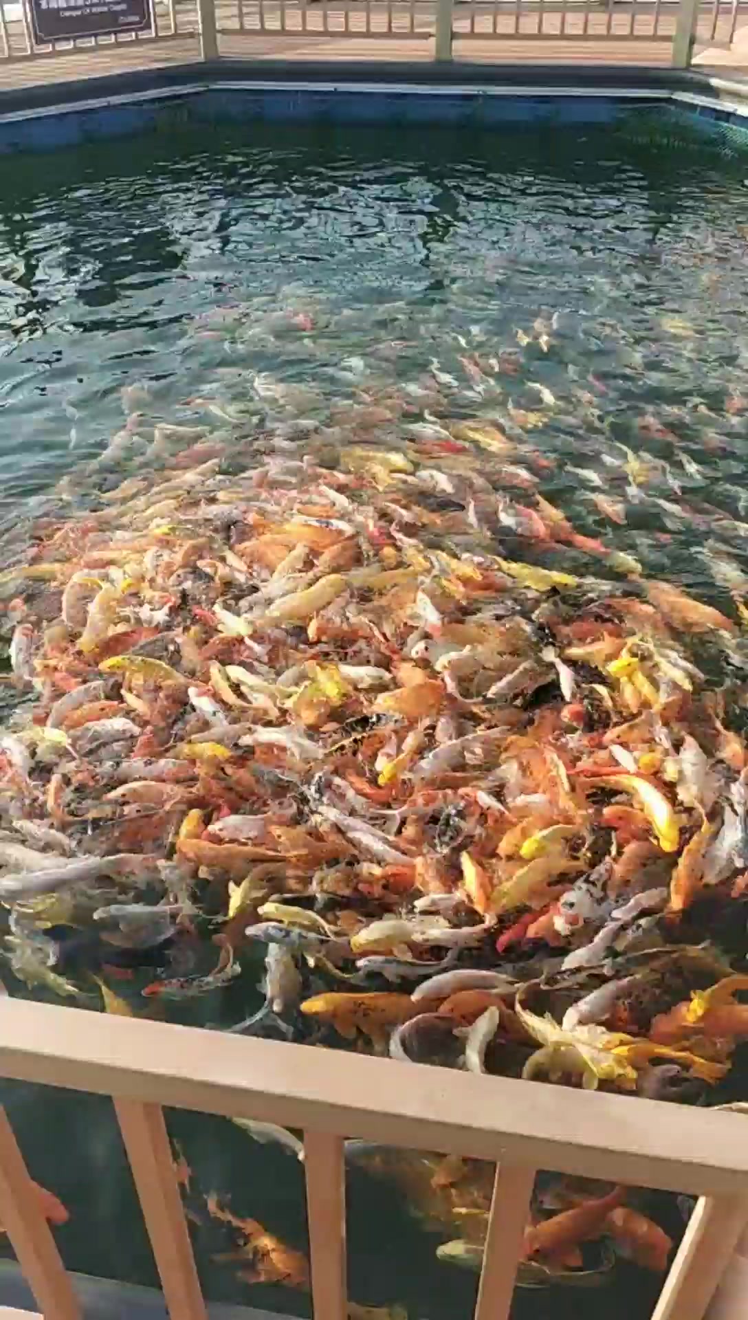 红鲤鱼绿鲤鱼与鱼