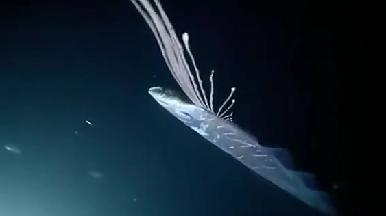 【不知能不能吃】深海摄影师拍摄到罕见的皇带鱼。分布于大西洋、印度洋及太平洋,北纬72度至北