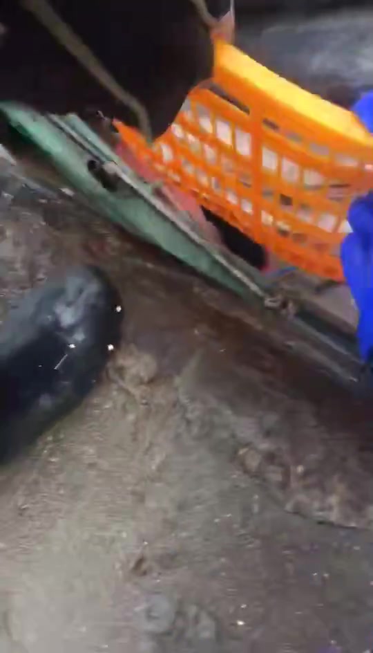 蓝点马鲛鱼,川乌?一年当中,只有短短几天的捕捞期