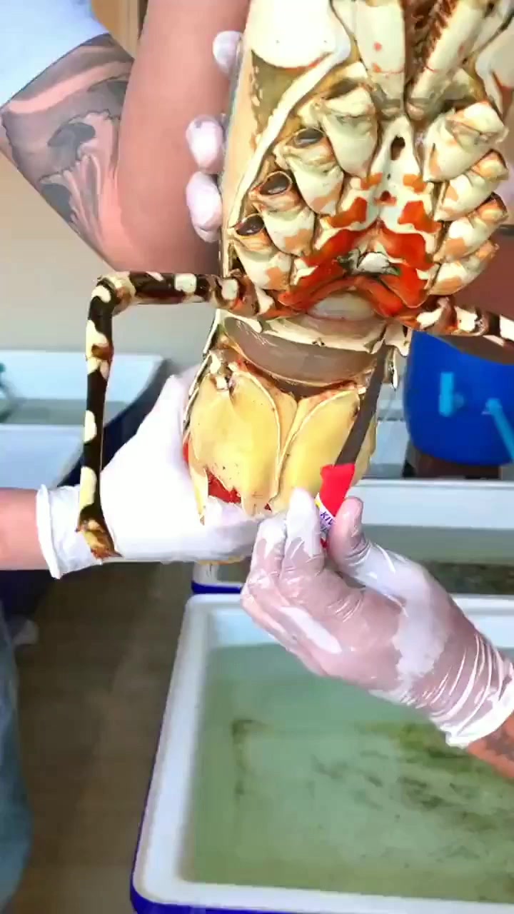 龙虾吃之前还要排尿?这操作涨见识了