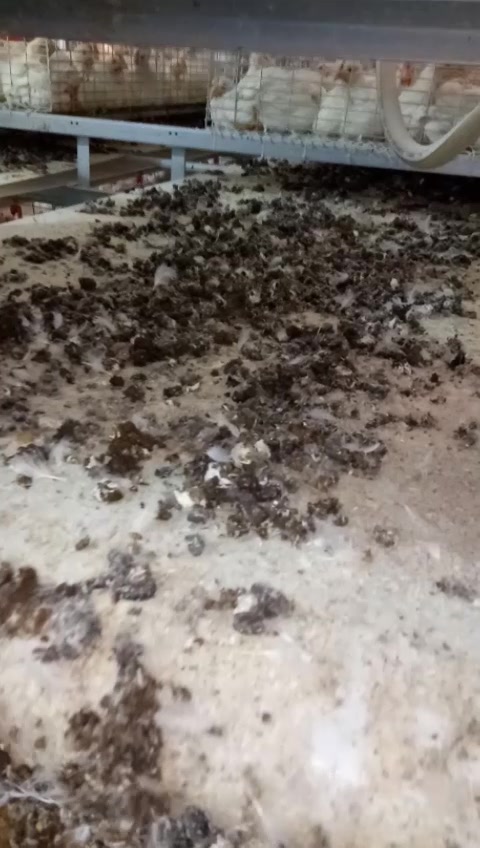 养鸡技术教程:雏鸡35日龄粪便情况