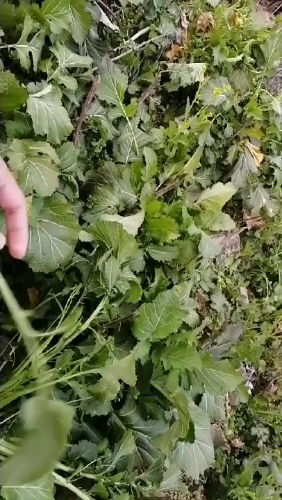 野生腊菜好吃又美味