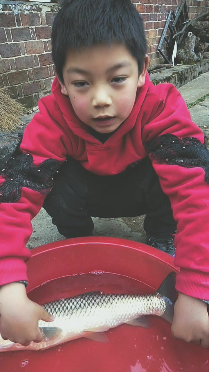孩子见过鱼肚白是什么样子吗?野生大草鱼怎样用保护色避免被抓捕