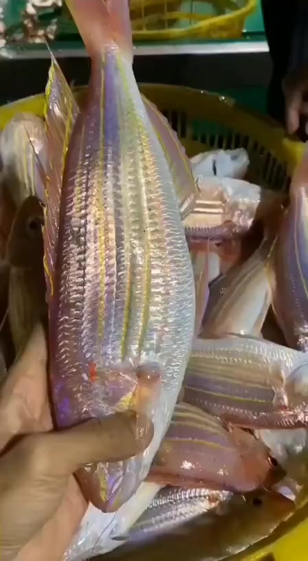 夜钓金线鱼回来,男人必备海鱼,痴鲜野生海鲜