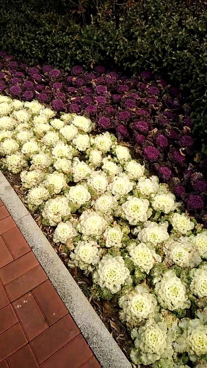 大冬天的这路边的花分明是菜花跟卷心菜啊,看着挺有食欲的