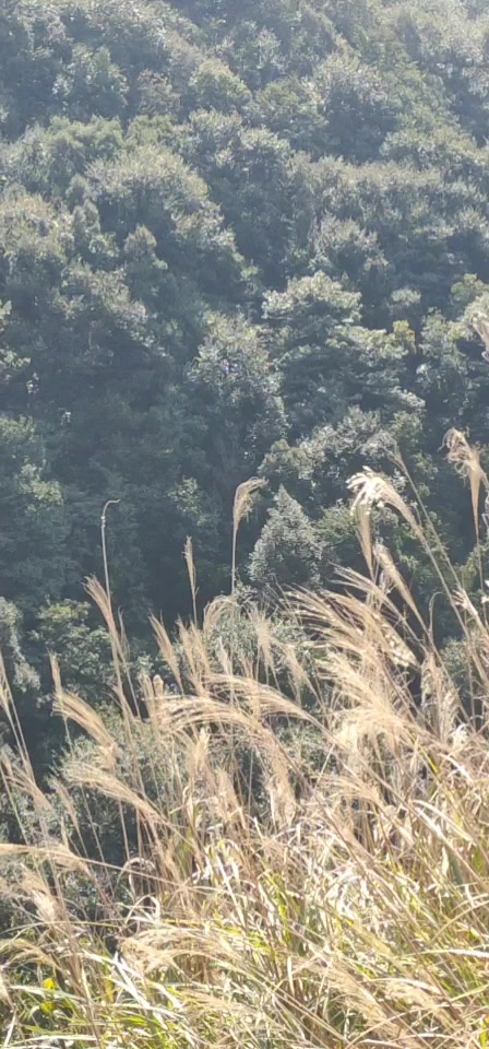 鸡尾草现在大山上很多