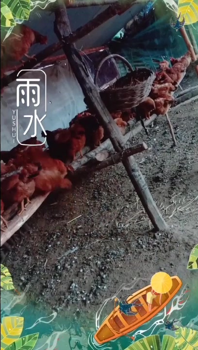 什么是土鸡,土鸡蛋!