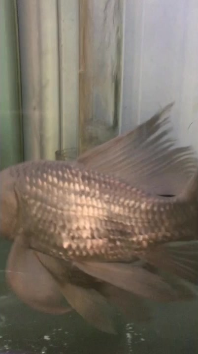 鱼缸上滤改底滤鱼马桶成功