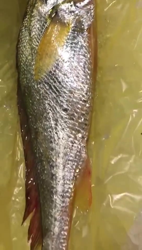 这条鱼好新鲜,一看就是上等货,就是价格有点贵